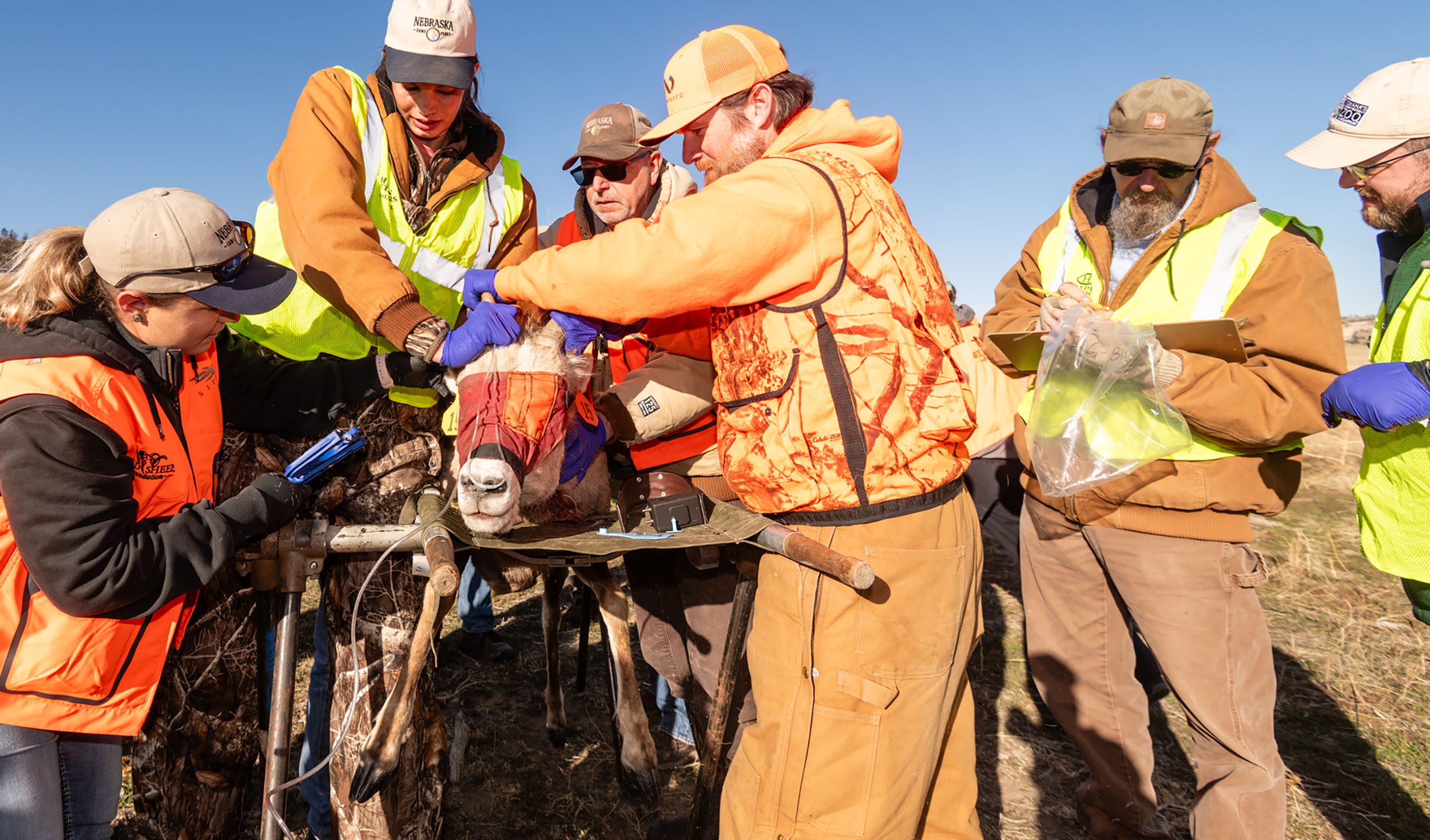 Tagging 1 of 32 bighorns captured in February 2024 as part of Nebraska's Bighorn Restoration Project. Justin Haag, 2024. Nebraskaland Magazine/Nebraska Game and Parks Commission.
