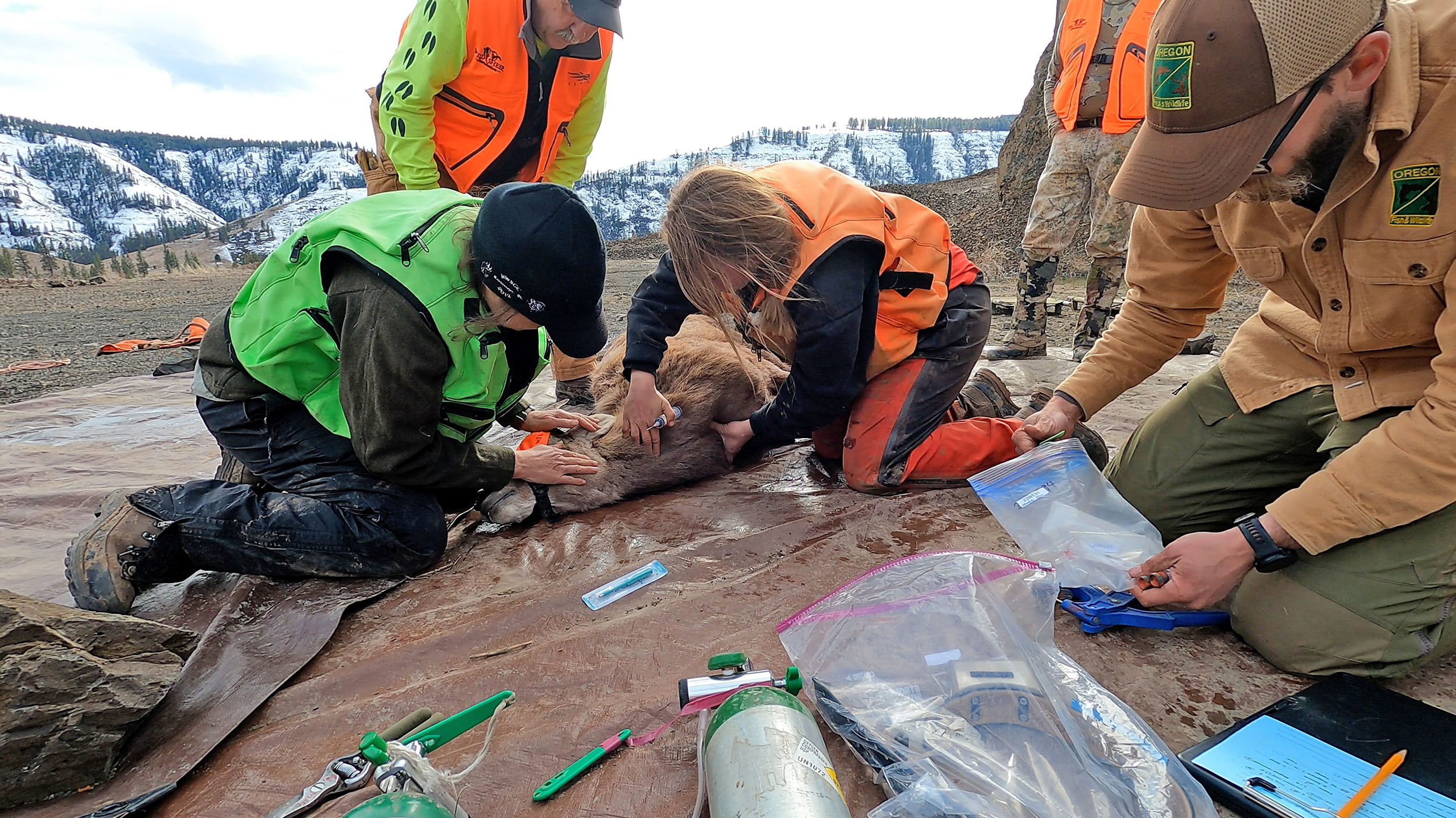 Rocky Mountain bighorn sheep capture to test for disease and affix GPS collars for data collection and to better understand their proximity to domestic sheep, their risk of contact. March 11, 2023. Photos by Adam Baylor, ODFW