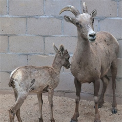 Desert bighorn lamb and ewe in a research facility
