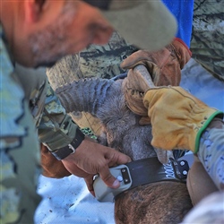 Attaching a GPS collar to a desert bighorn for research