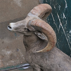 Desert bighorn ram awaiting processing at a research facility in Mexico