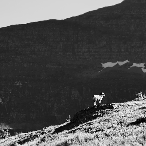 www.wildsheepfoundation.org