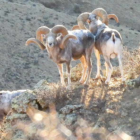 International Wild Sheep & Goat Conservation Moves Forward