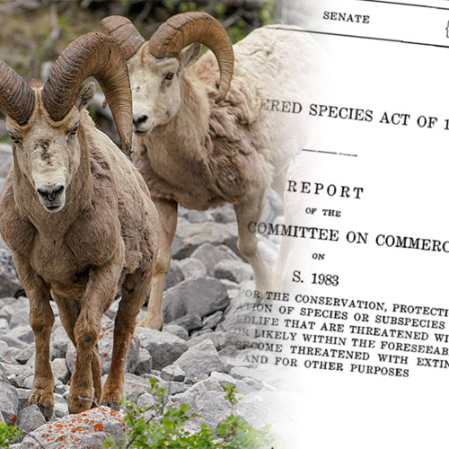The Wild Sheep Way for Endangered Species