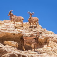 10 Things Hunters Need To Know About Aoudad
