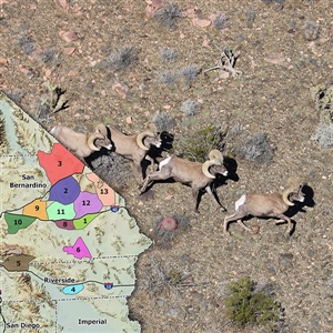 California Expands Desert Bighorn Hunt Zones