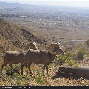 Trans-Pecos Progress: Water and Research Support Desert Bighorn Sheep