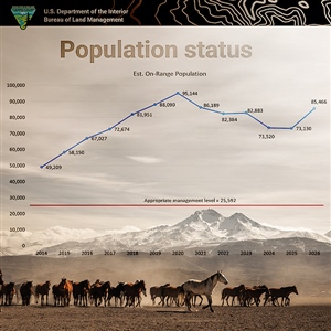 Horses and Habitats at Risk: Why WSF Supports BLM Action
