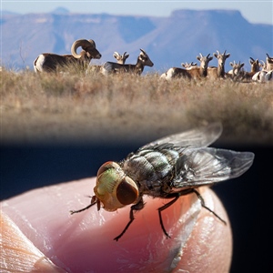 Return of New World Screwworm