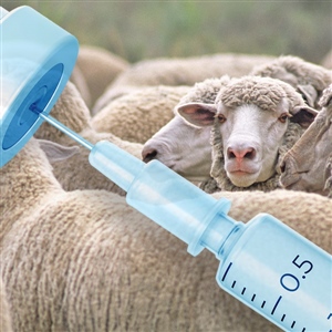 Protecting Domestic Sheep, Saving Wild Herds: The Race for a Movi Vaccine