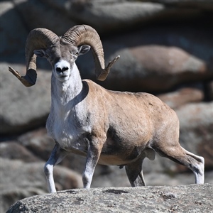 Wild Sheep Partnership for Central Asia