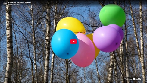 Balloons and Wild Sheep