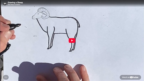 Drawing a Sheep