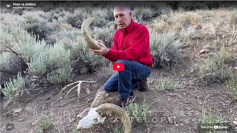 Horn vs Antlers