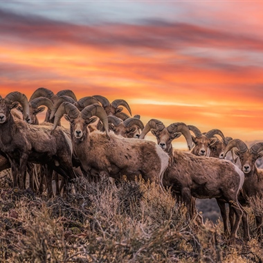 LIVE SHEEP