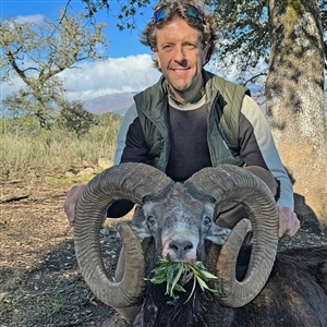 Chris Dianda   European Mouflon