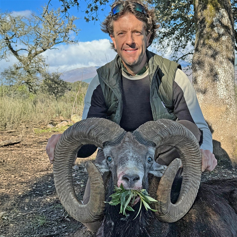 Chris Dianda   European Mouflon