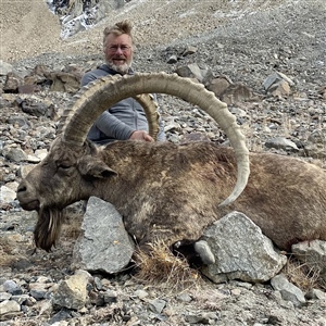 Daryll Hosker   Mid Asian Ibex