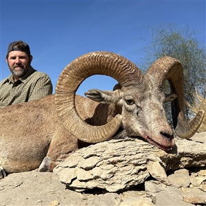 Jason Soulliere   Blanford Baluchi Urial