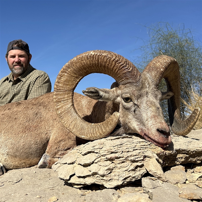 Jason Soulliere   Blanford Baluchi Urial