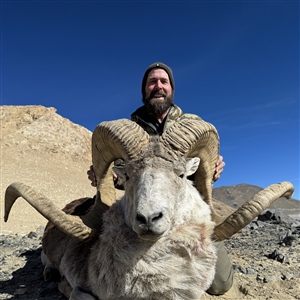 Lyle Wood   Marco Polo Argali