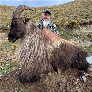 Scott Sorenson   Himalayan Tahr