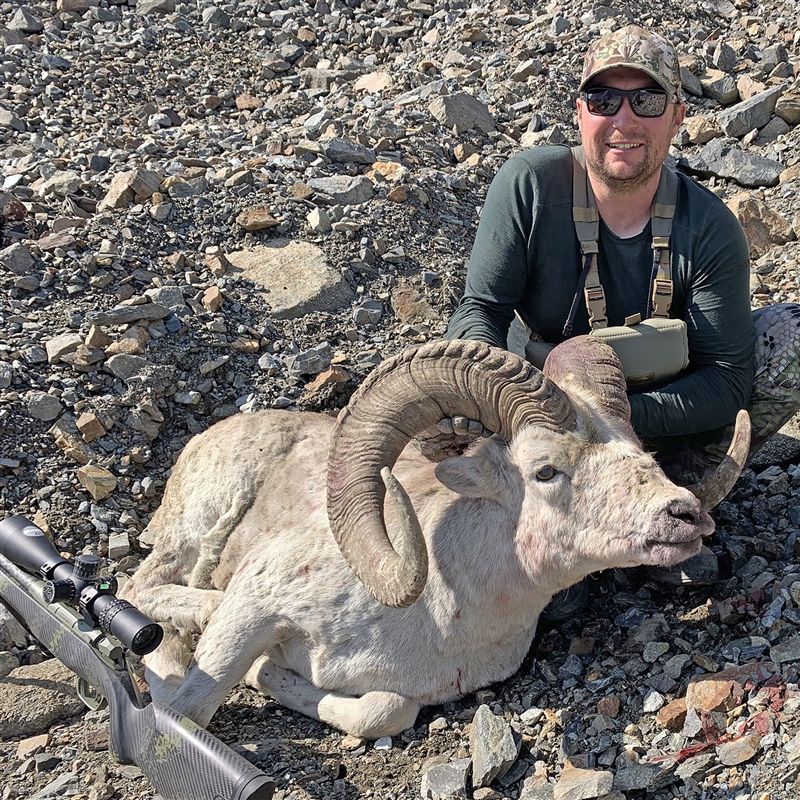 Anton Stewart – Dall's Sheep