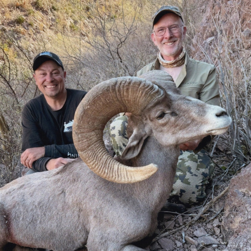 Bob Cassell – Desert Bighorn