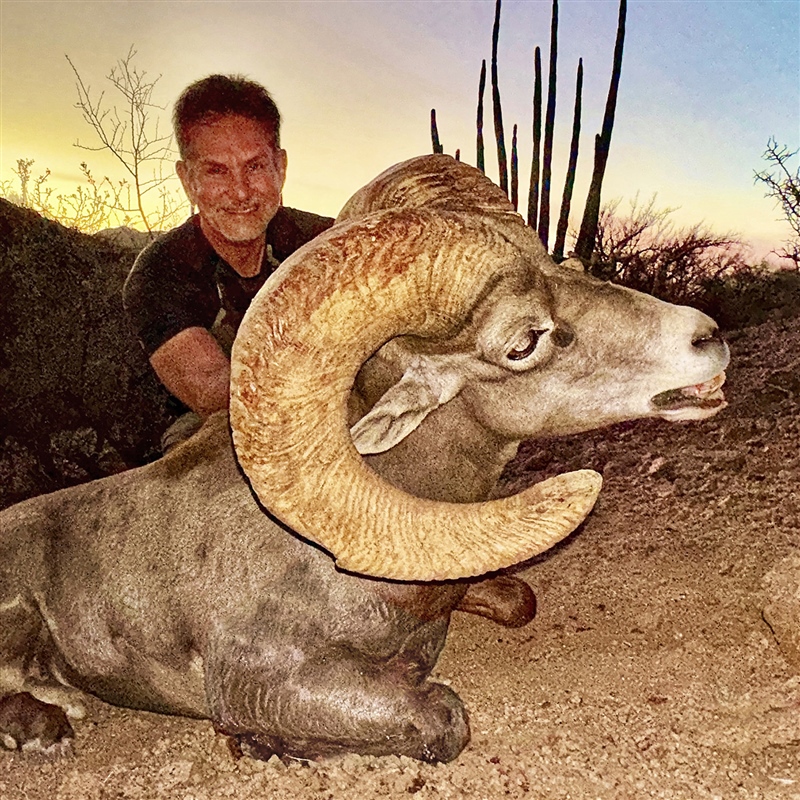 Brian Bailey – Desert Bighorn