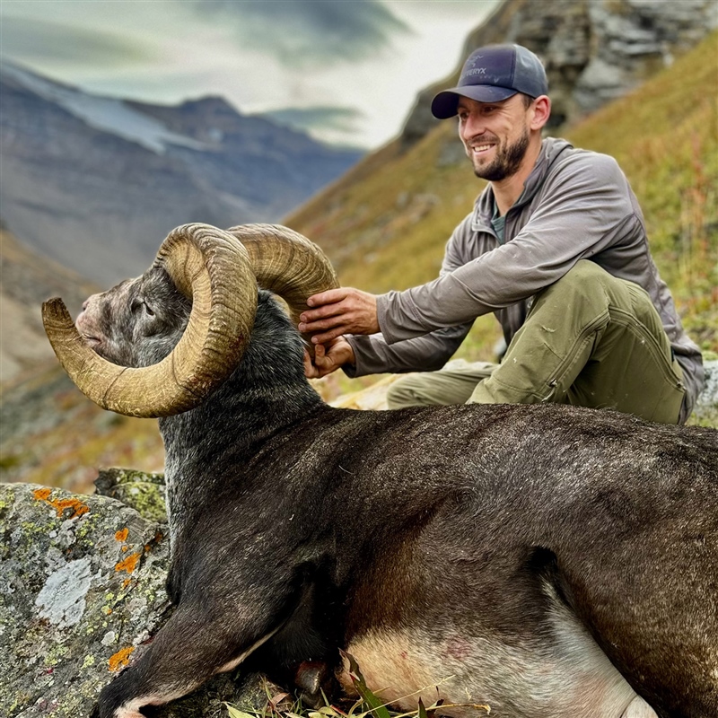 Chase Oswald – Stone's Sheep