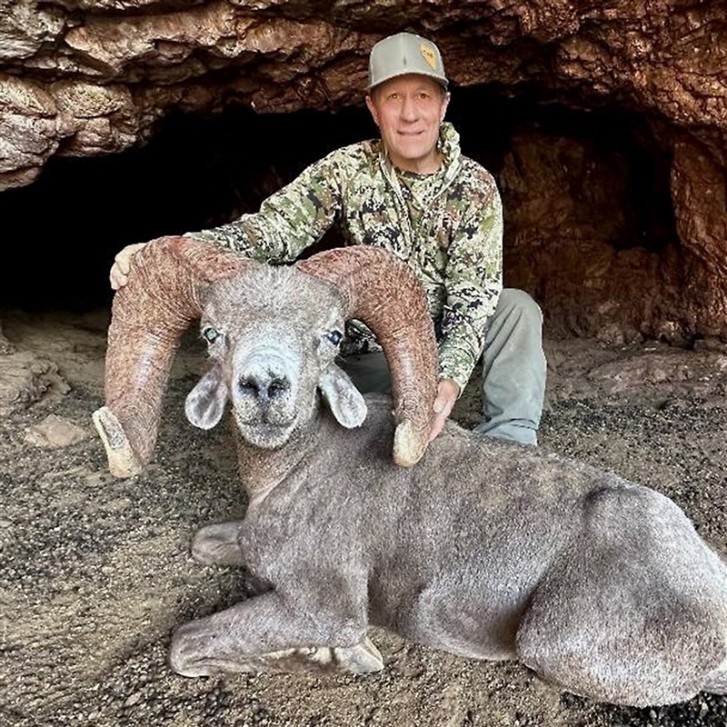 Chris Gonfiantini – Desert Bighorn