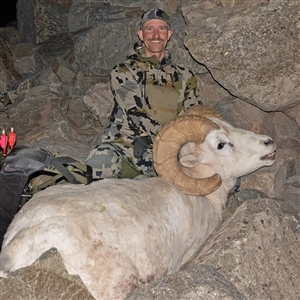 Craig VanArsdale – Dall's Sheep