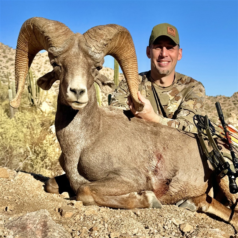 Dan Evenson – Desert Bighorn