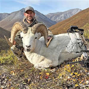 Dave Beeler – Dall's Sheep