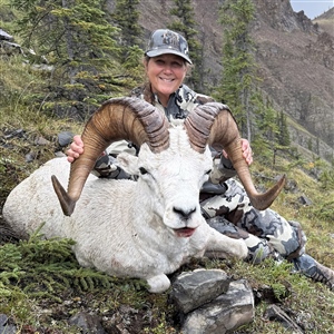 Ellen Smitheal – Dall's Sheep