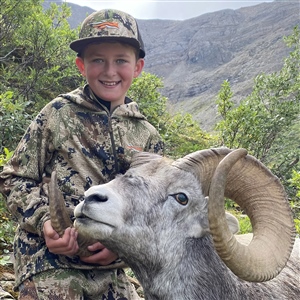 Jack Cail – Stone's Sheep