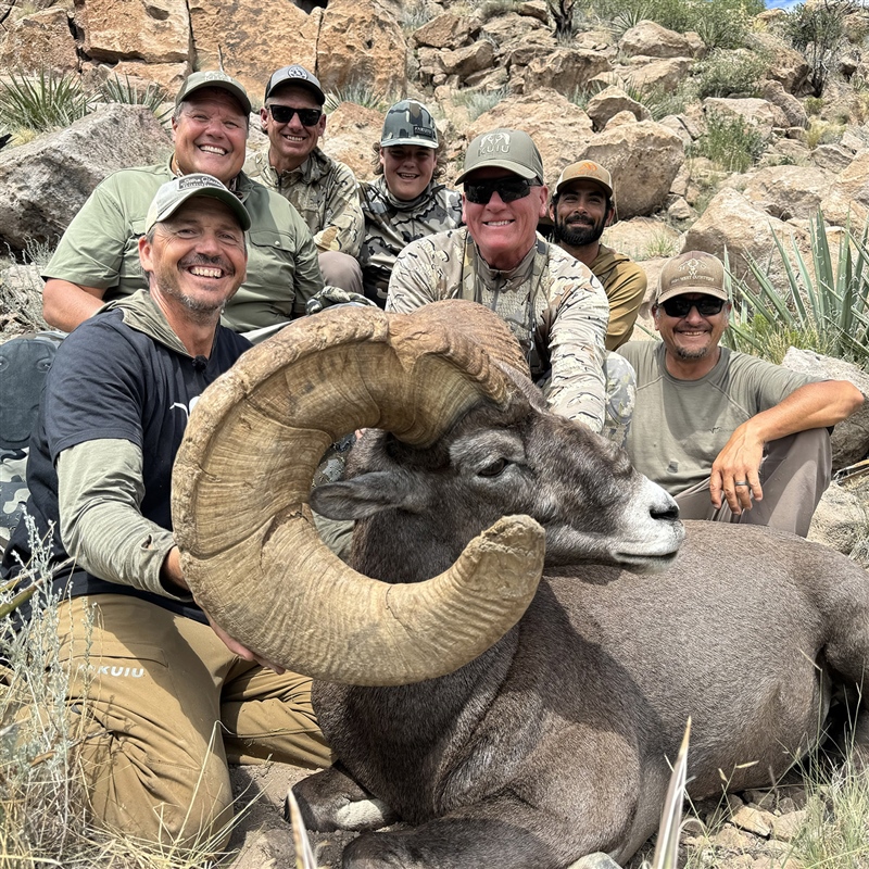 Jimmy John Liautaud – Bighorn Sheep
