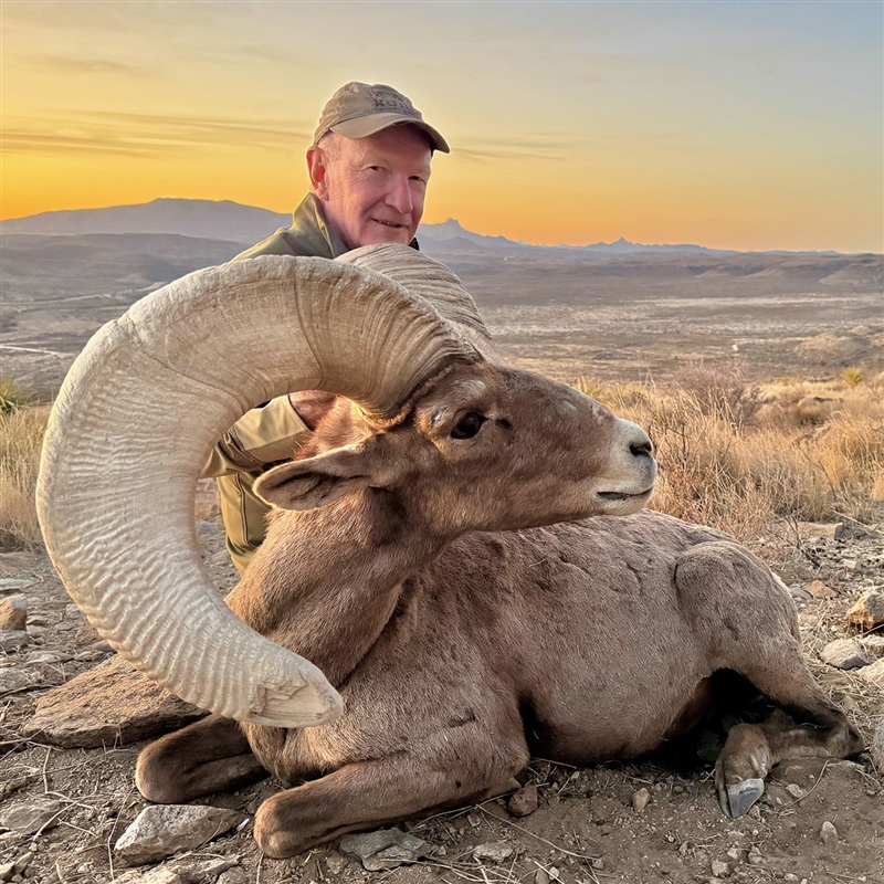 Kemp Copeland – Desert Bighorn