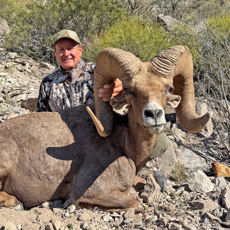 Kevin Small – Desert Bighorn