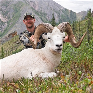 Kevin Wilkerson – Dall's Sheep