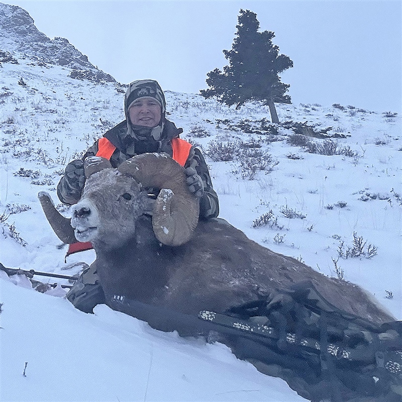 Mason Rogers – Bighorn Sheep