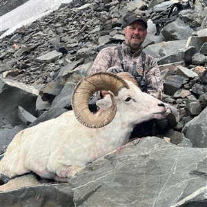 Mike Peters – Dall's Sheep