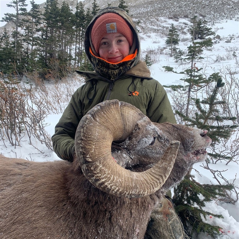 Natalie Saar – Bighorn Sheep
