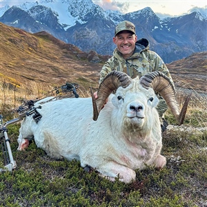 Nicholas Gilbert  – Dall's Sheep