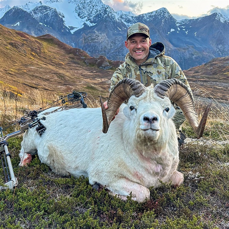Nicholas Gilbert  – Dall's Sheep