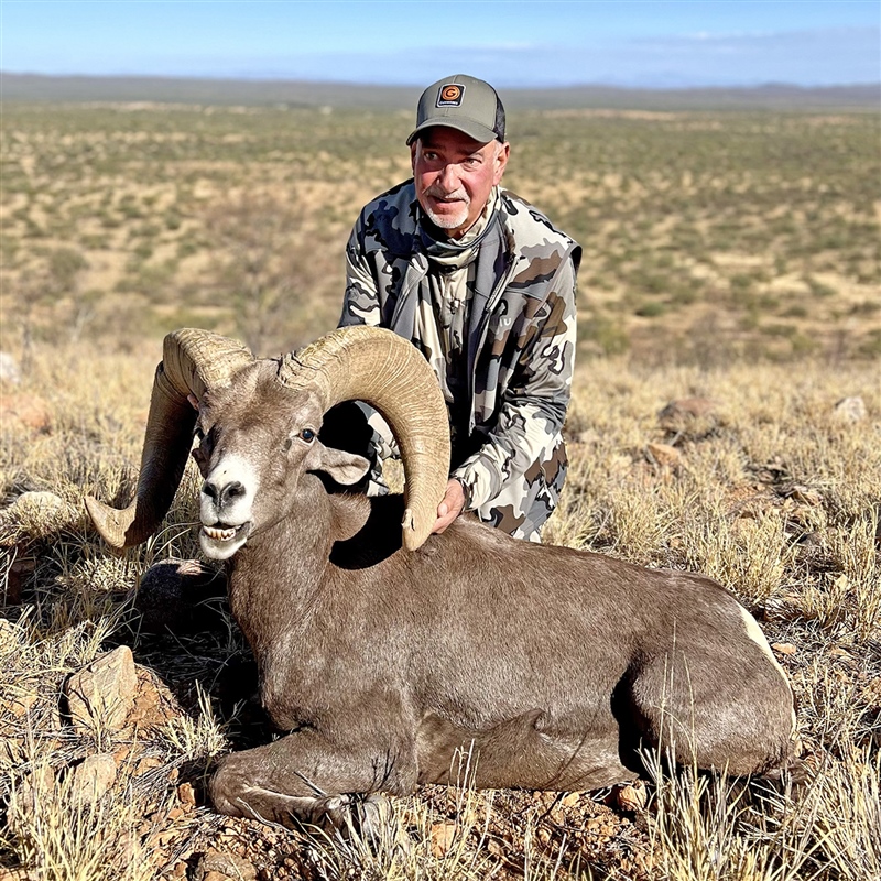 Nicholas Fantanarosa – Desert Bighorn