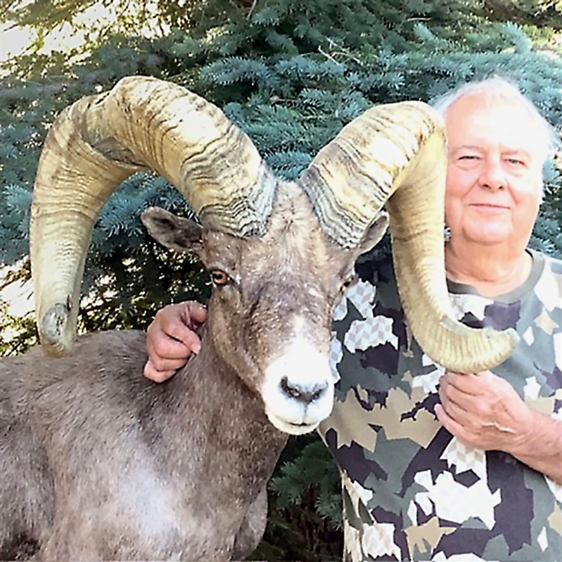 Percy Pyra – Desert Bighorn