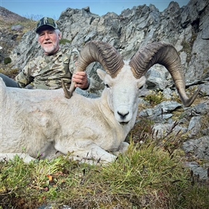 Ronnie Madison – Dall's Sheep