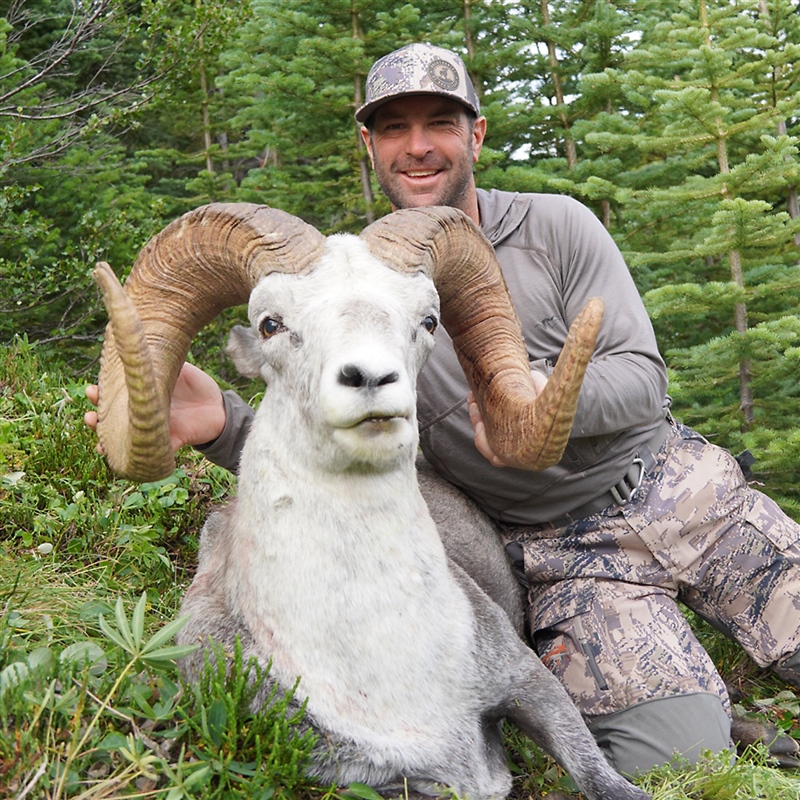 Shane Bell – Stone's Sheep