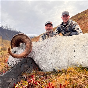 Stacey Hunt – Dall's Sheep